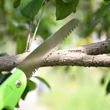 Imagen de Serrucho de poda  plegable 7" mango  de goma